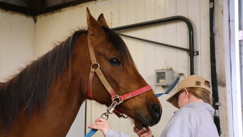 student tending to a horse on campus