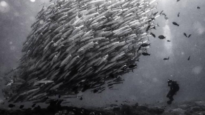 school of fish