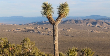 Joshua Tree
