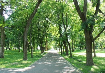 tree-lined walking trail in a local park